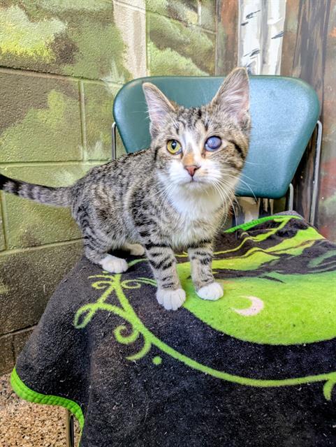 SQUEAKS, Adoptable, Young Female Domestic Short Hair.