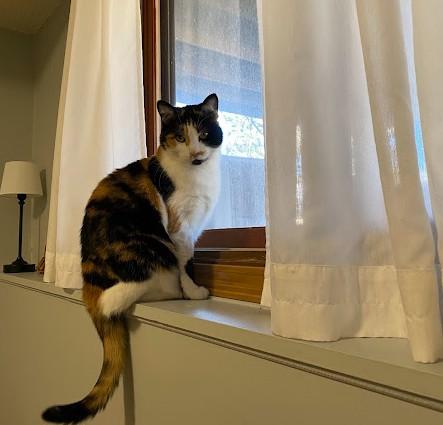 Enlarge Petunia, a ADOPTABLE Domestic Short Hair in Andover, MN image 3/6