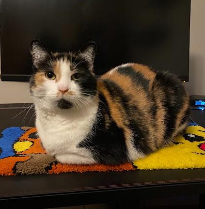 Enlarge Petunia, a ADOPTABLE Domestic Short Hair in Andover, MN image 2/6