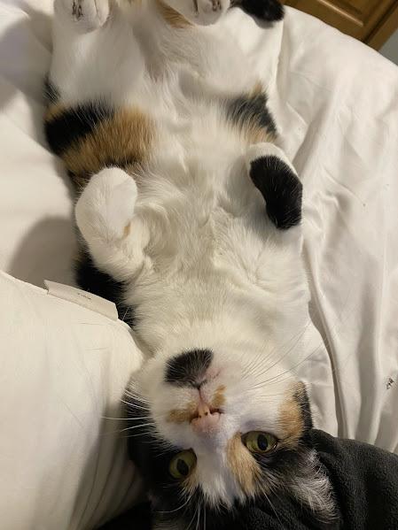 Enlarge Petunia, a ADOPTABLE Domestic Short Hair in Andover, MN image 4/6