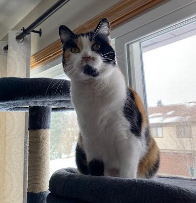 Petunia, ADOPTABLE, Adult Female Domestic Short Hair.