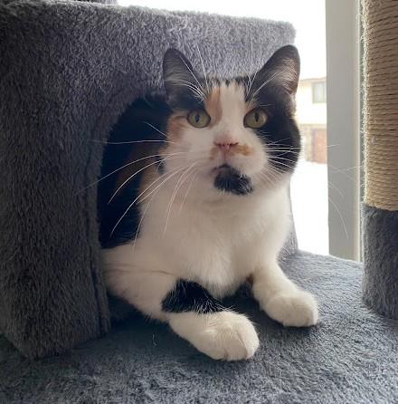 Enlarge Petunia, a ADOPTABLE Domestic Short Hair in Andover, MN image 5/6