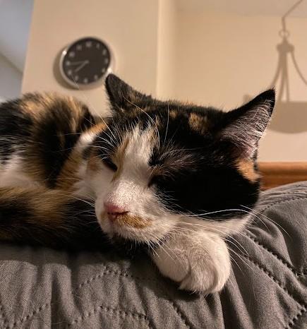 Petunia, ADOPTABLE, Adult Female Domestic Short Hair.