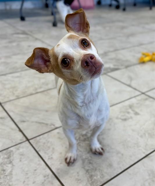PACO, Adoptable, Adult Male Chihuahua & Mixed Breed.