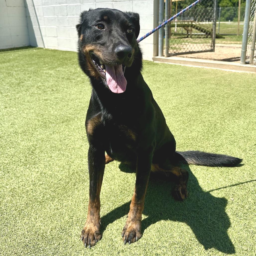 Sage, Adoptable, Adult Female Black Labrador Retriever & Mixed Breed.