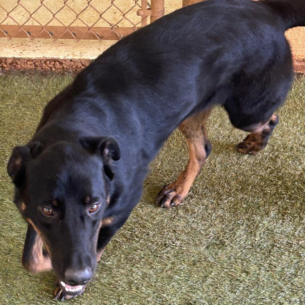 Sage, a Adoptable mixed breed in Huntsville, AL image 2/5