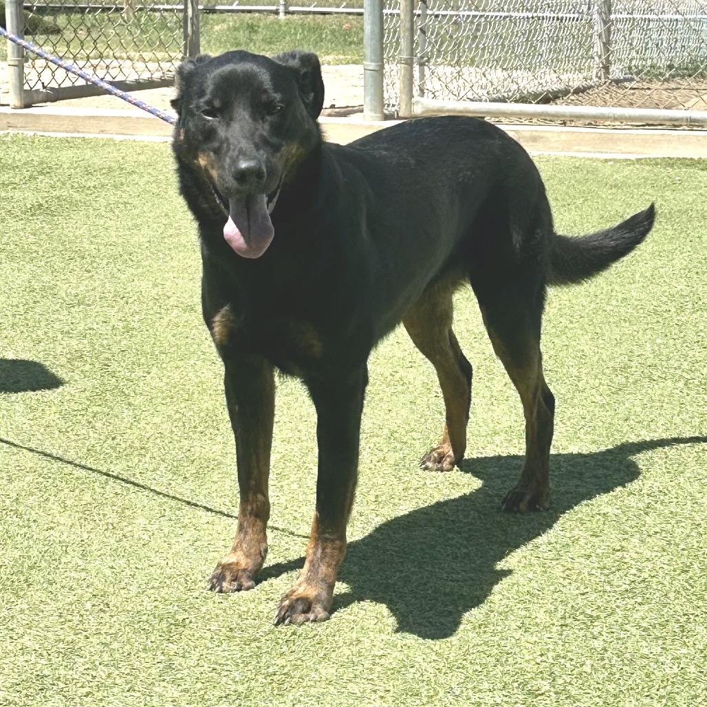 Sage, a Adoptable mixed breed in Huntsville, AL image 3/5