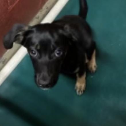 Sage, a Adoptable mixed breed in Huntsville, AL image 4/5