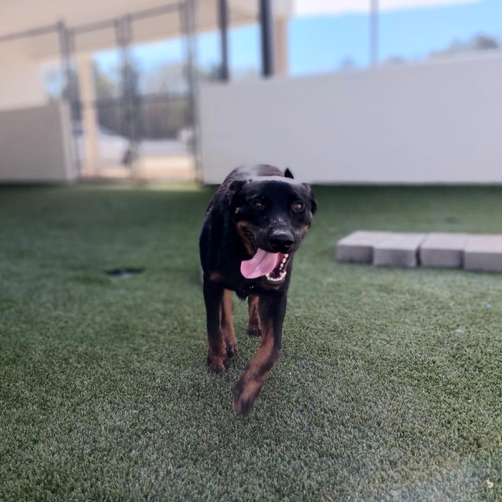 Sage, a Adoptable mixed breed in Huntsville, AL image 5/5