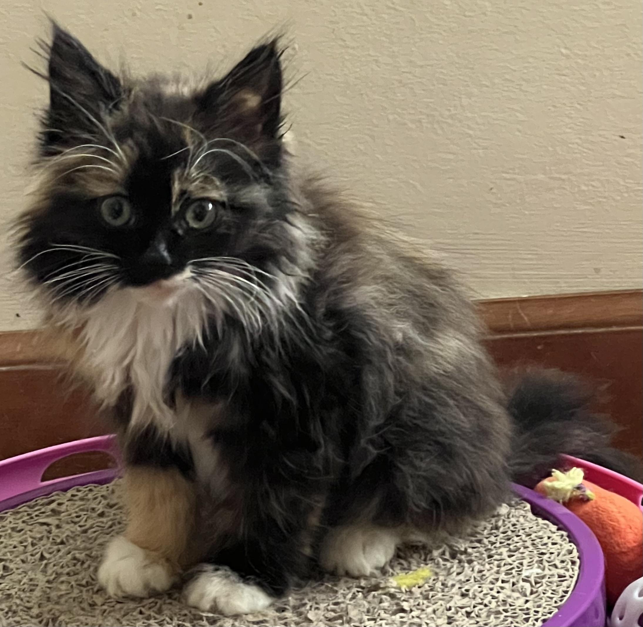 Godiva, Adopted, Kitten Female Maine Coon & Domestic Long Hair.