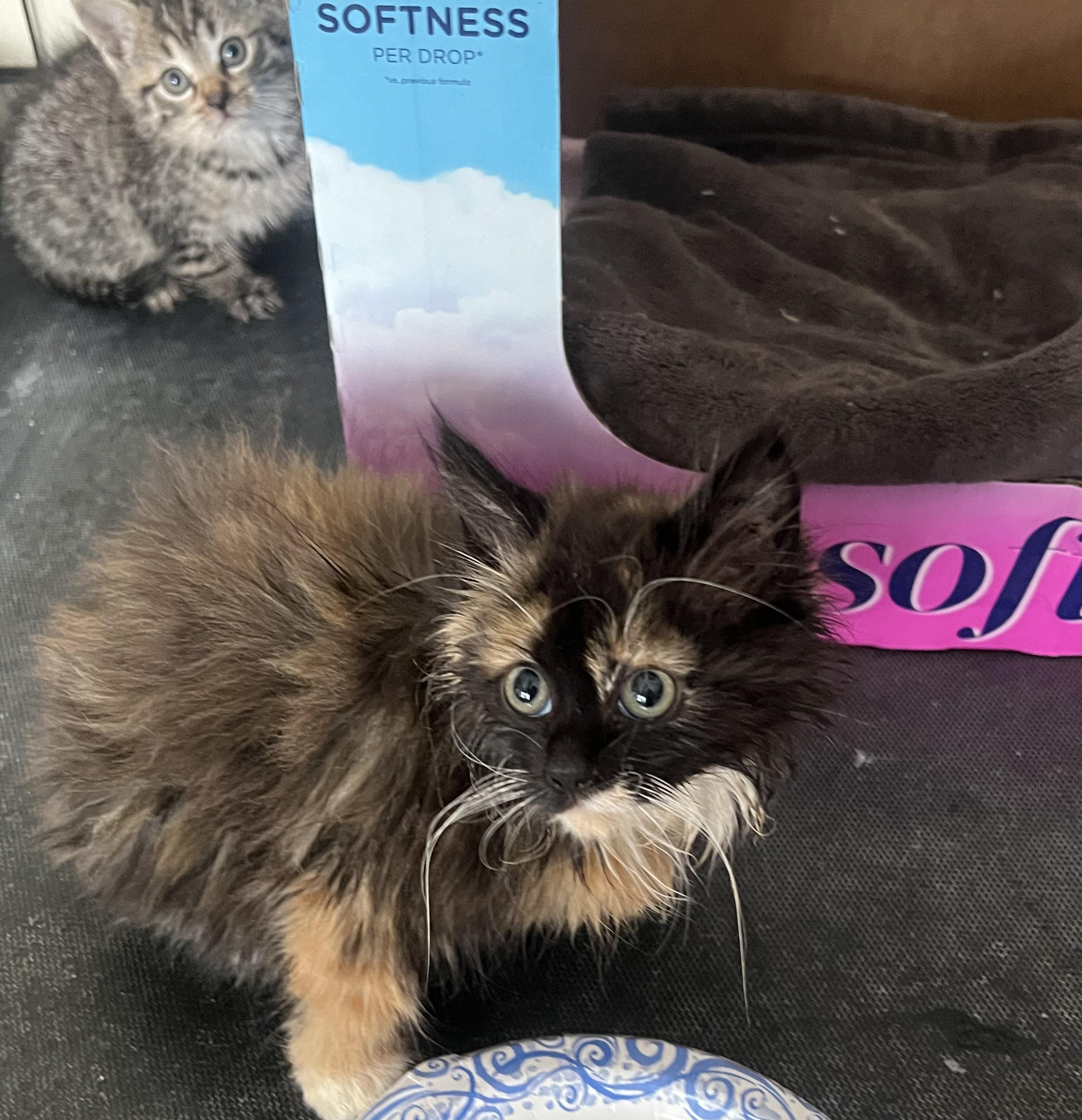 Enlarge Godiva, a Adopted mixed breed in Williamsville, NY image 2/2