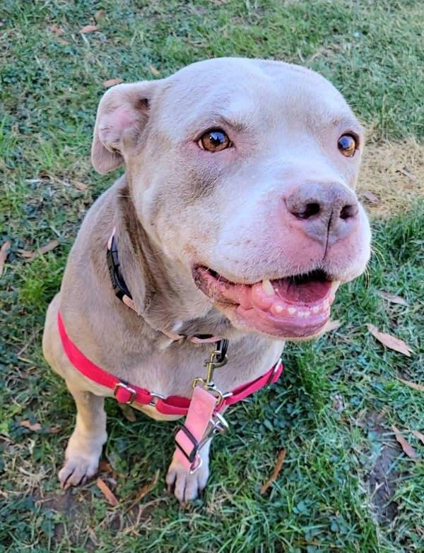 SHAYNA, Adoptable, Senior Female Pit Bull Terrier.