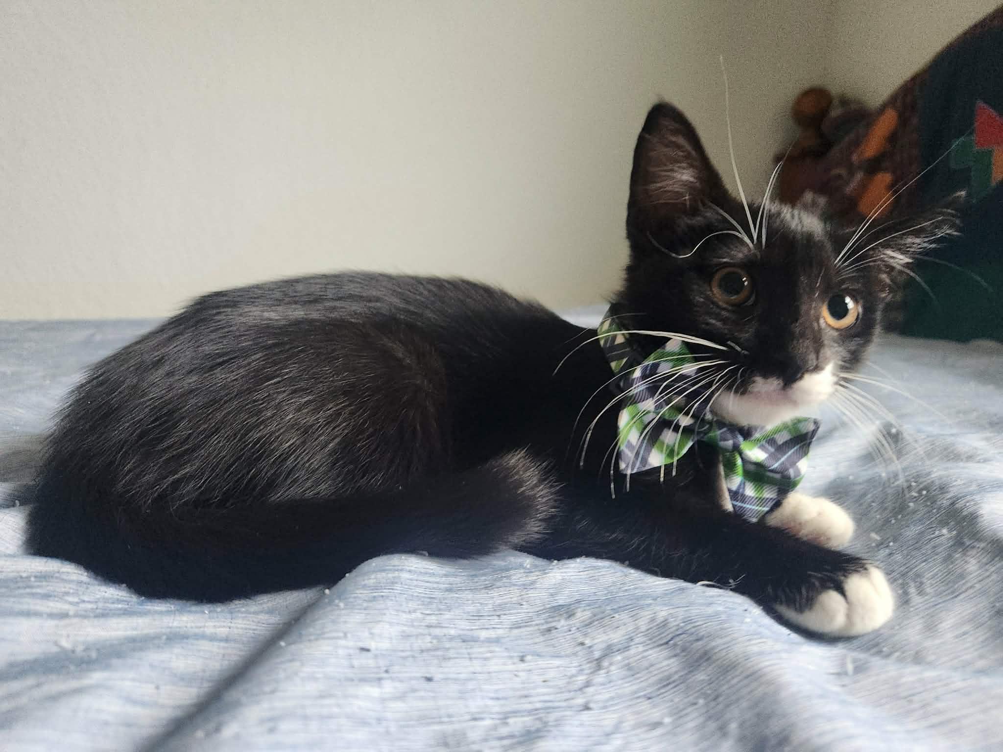Moe (Larry, Curly), a Adoptable Domestic Medium Hair in Houston, TX image 2/5