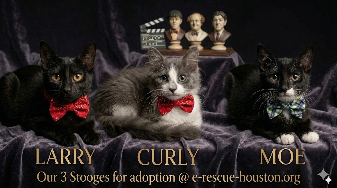 Moe (Larry, Curly), a Adoptable Domestic Medium Hair in Houston, TX image 5/5