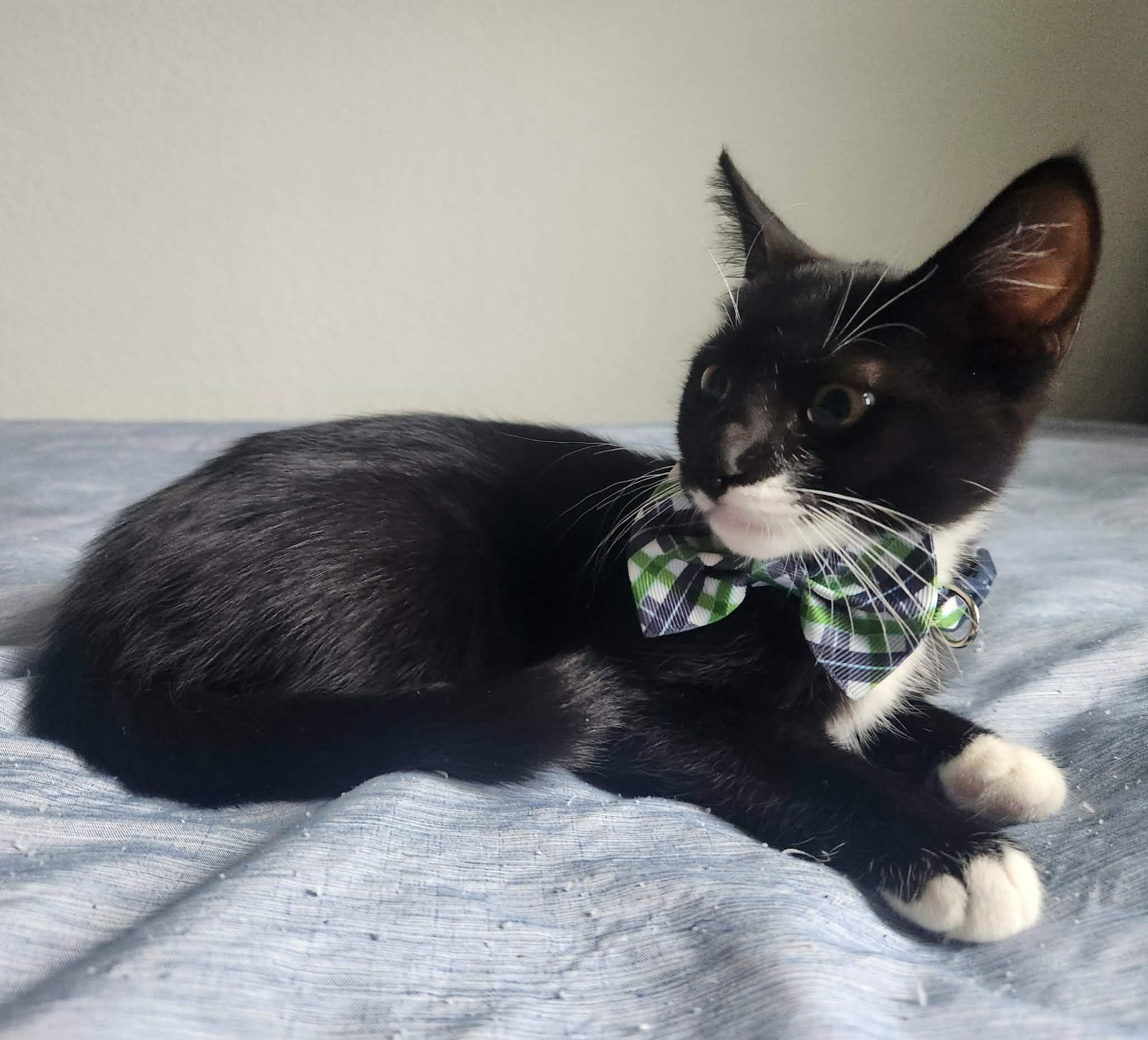 Moe (Larry, Curly), a Adoptable Domestic Medium Hair in Houston, TX image 4/5