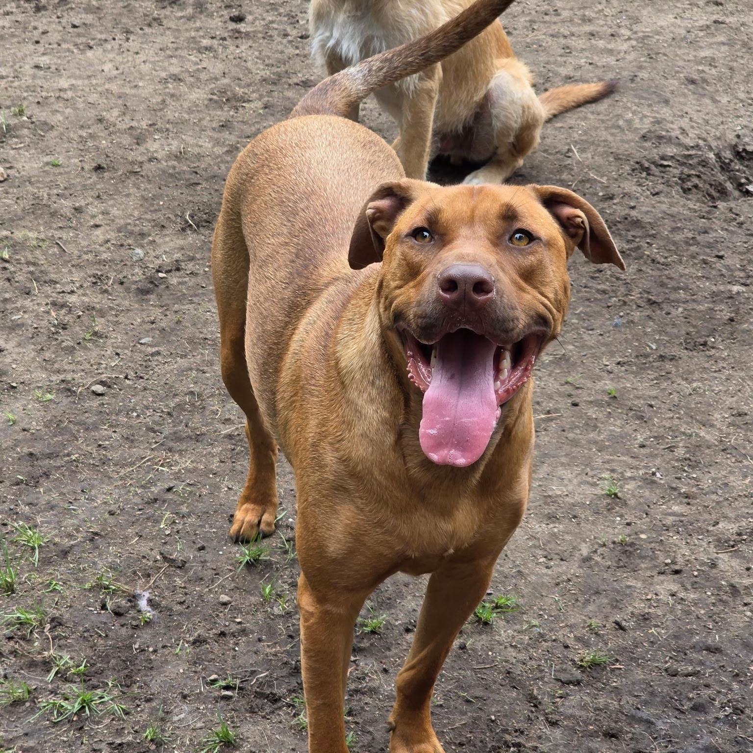 Enlarge Waived Adoption Fee Chestnut in NH Come Meet our Adoptable Dogs Wed-Sat. More Info in Bio, an adoptable mixed breed in Manchester, NH image 2/3