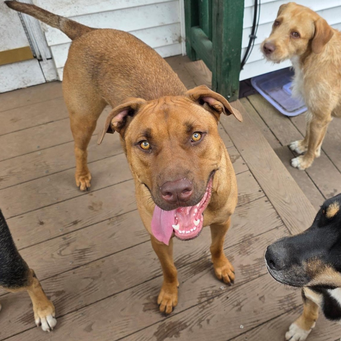 Waived Adoption Fee Chestnut in NH Come Meet our Adoptable Dogs Wed-Sat. More Info in Bio, adoptable, Young Male Retriever.