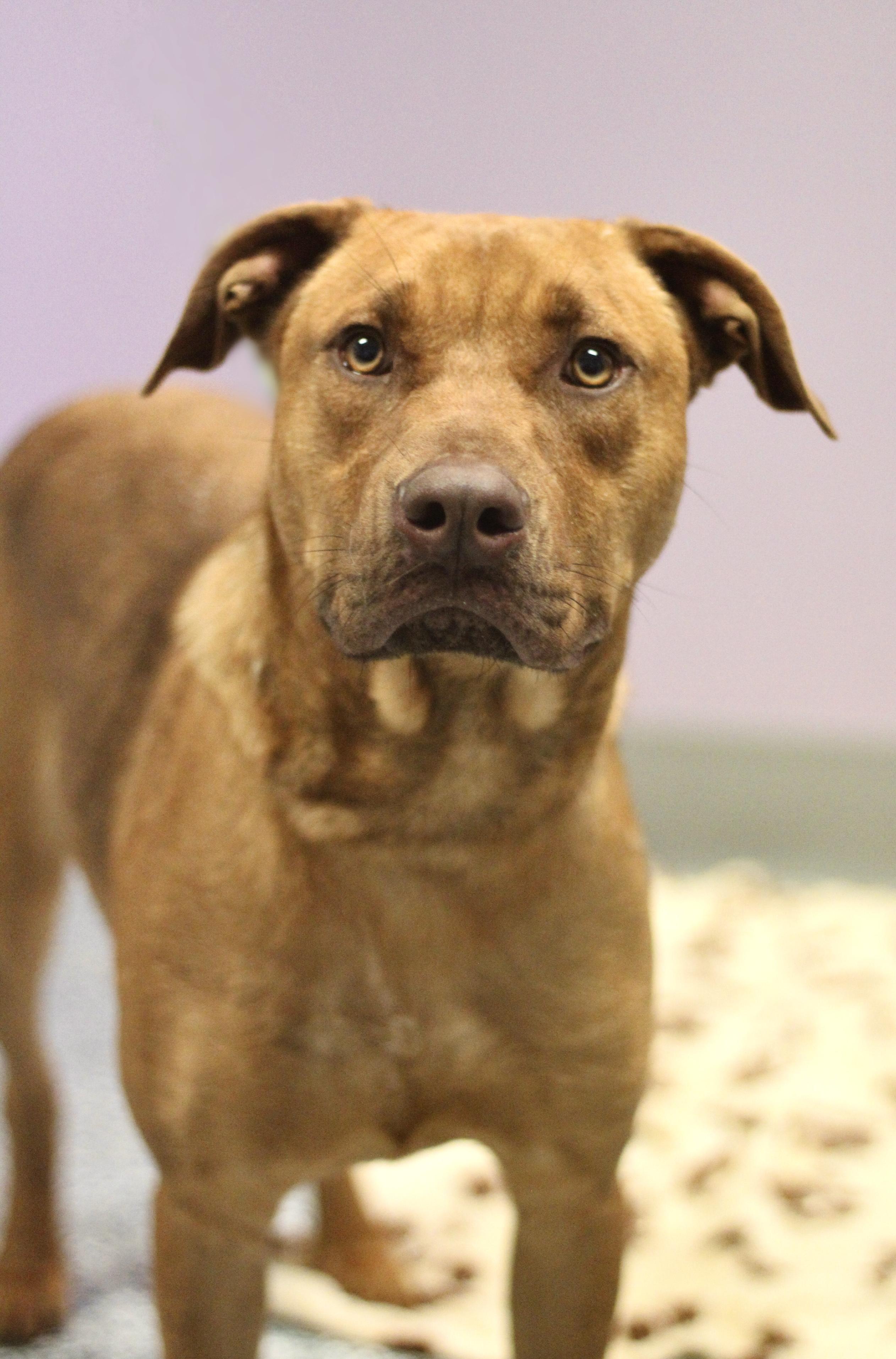 Enlarge Chestnut in NH! Come Meet our Adoptable Dogs Wednesday-Saturday. More info in Bio! , a ADOPTABLE mixed breed in Manchester, NH image 1/1