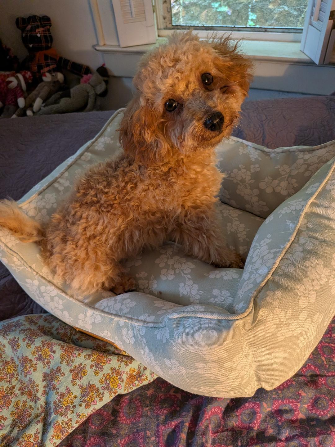 Enlarge Jon Luc (TN), a ADOPTABLE Poodle in Chattanooga, TN image 1/1