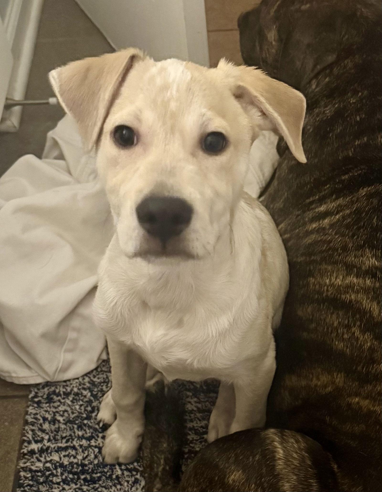 Finn, a Adopted Labrador Retriever in Lake Hopatcong, NJ image 1/3
