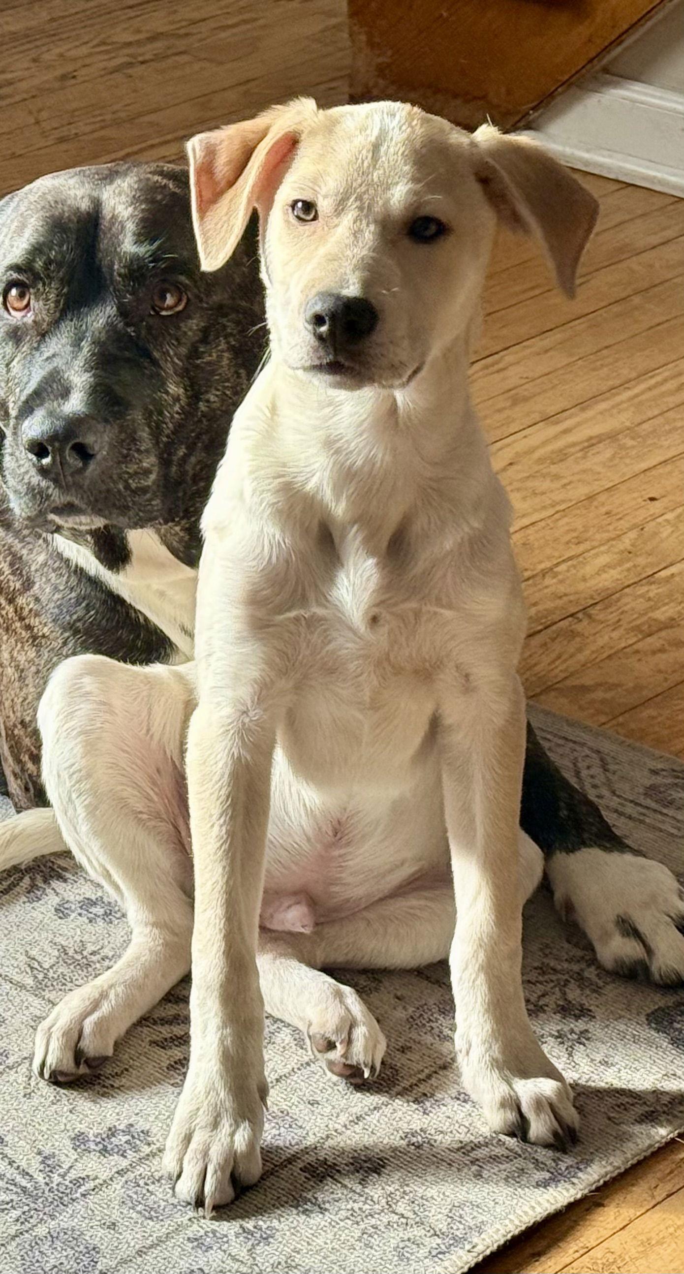 Finn, a Adopted Labrador Retriever in Lake Hopatcong, NJ image 2/3