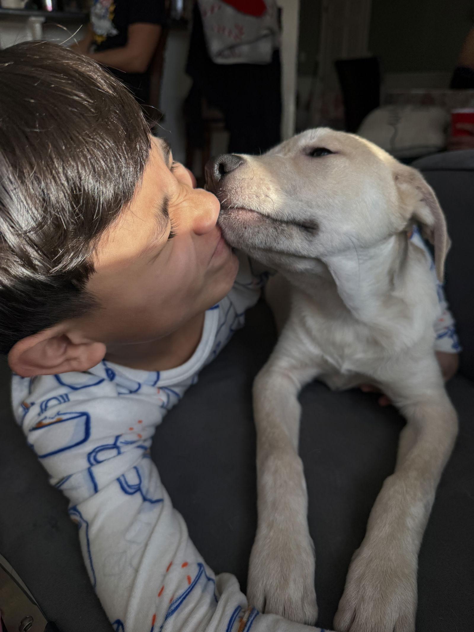 Finn, a Adopted Labrador Retriever in Lake Hopatcong, NJ image 3/3