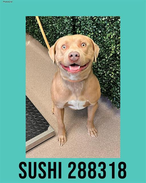 Enlarge SUSHI, a Adoptable mixed breed in Macon, GA image 1/1