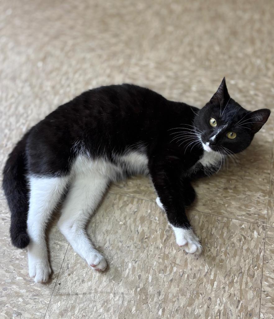 Bertie, Adoptable, Young Female Domestic Short Hair.