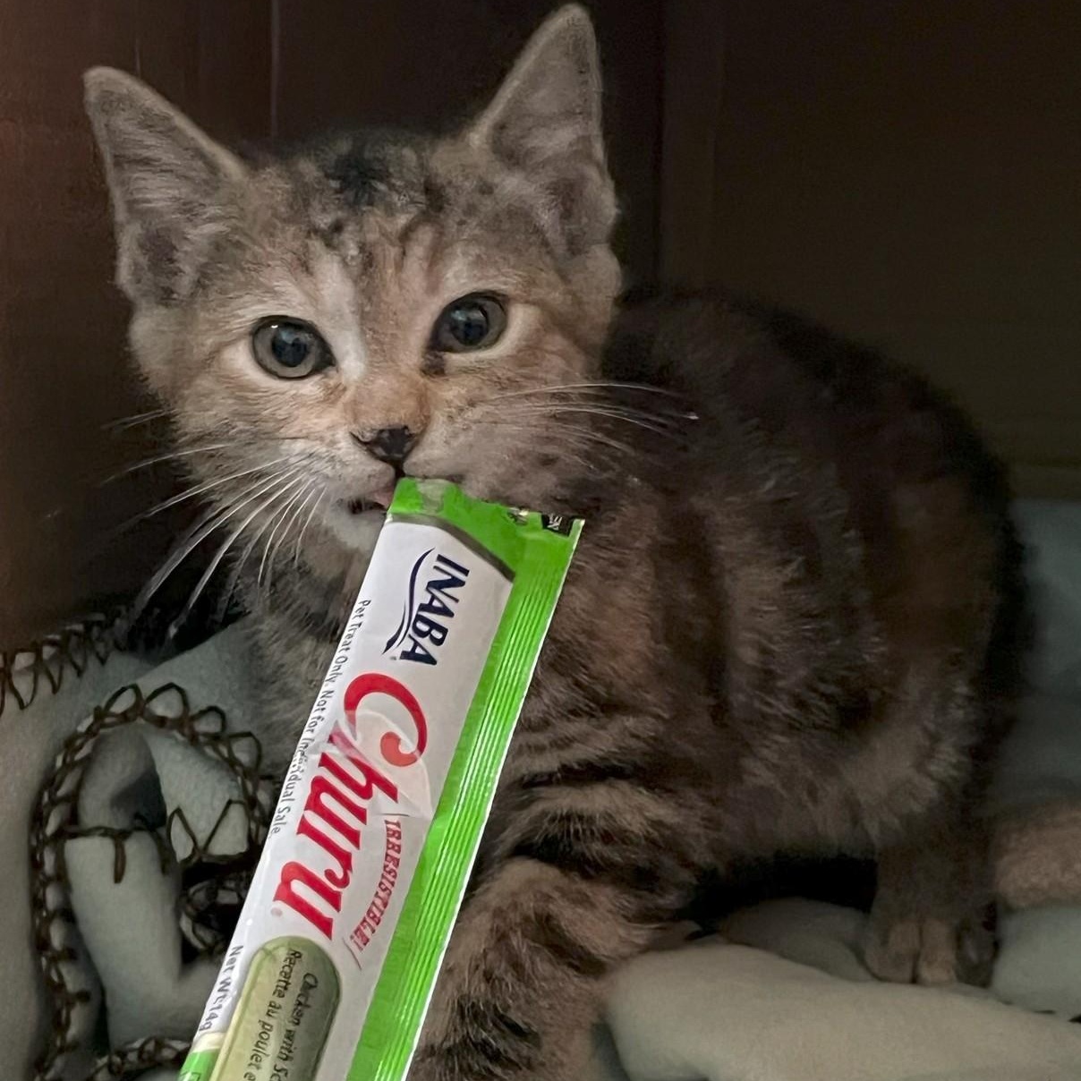 Bingo, ADOPTABLE, Kitten Male Domestic Short Hair.