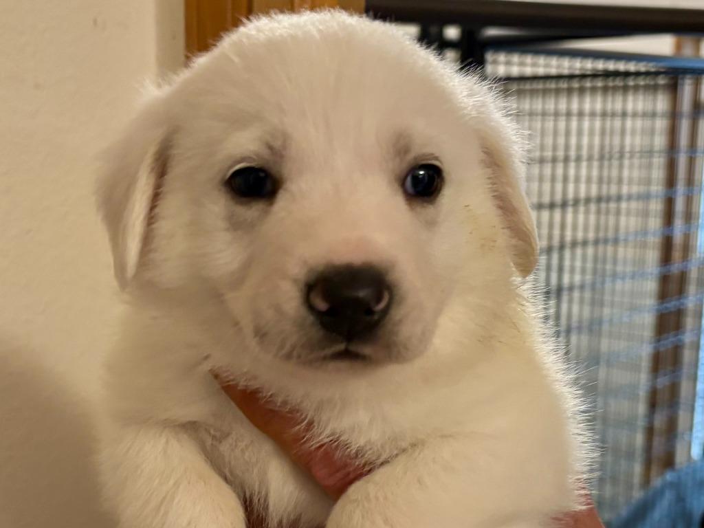 Merlin, a Adoptable mixed breed in Thompson Falls, MT image 2/4