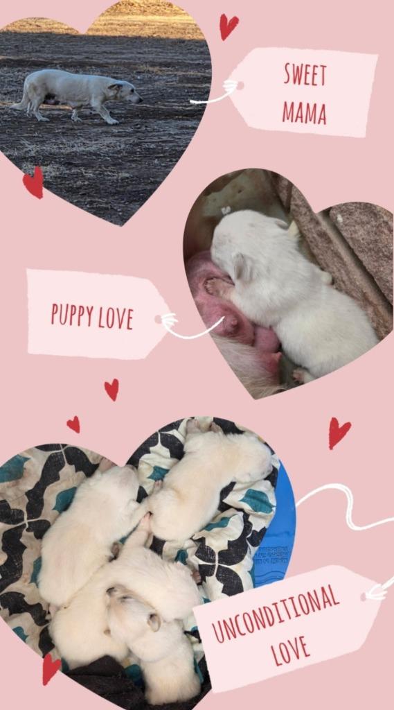 Merlin, a Adoptable mixed breed in Thompson Falls, MT image 4/4