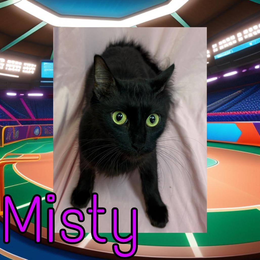 Misty, Adoptable, Young Female Domestic Medium Hair.