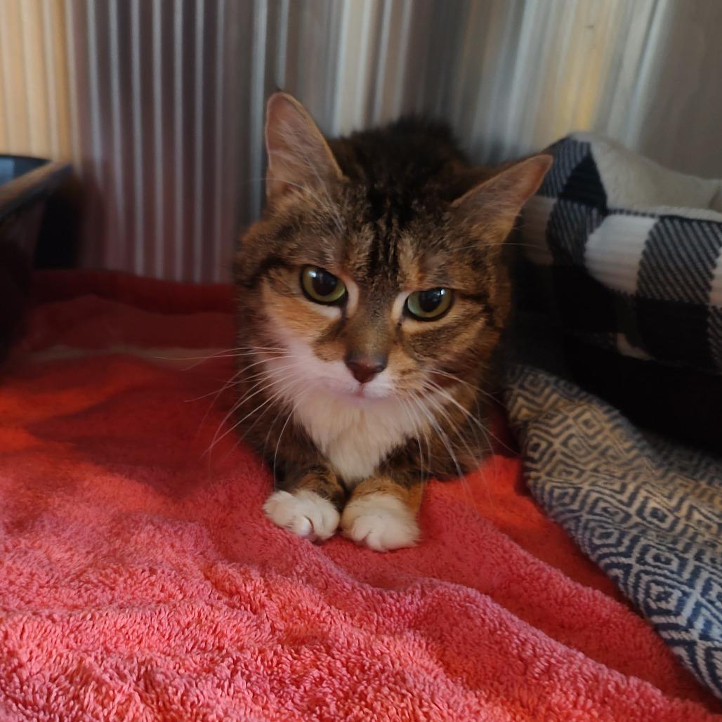 Enlarge Crystal, a Adoptable Domestic Short Hair in Rocky Mount, VA image 1/2