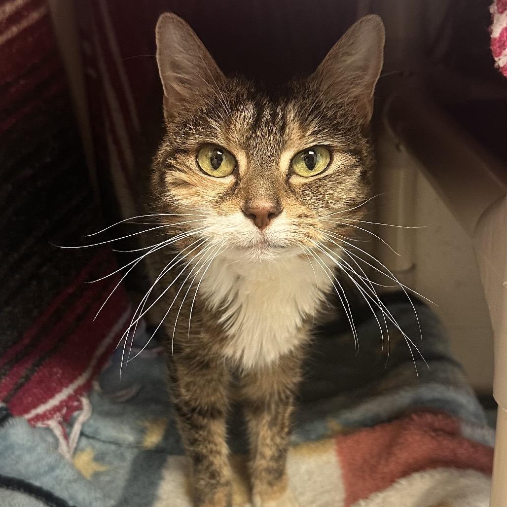 Enlarge Crystal, a Adoptable Domestic Short Hair in Rocky Mount, VA image 2/3