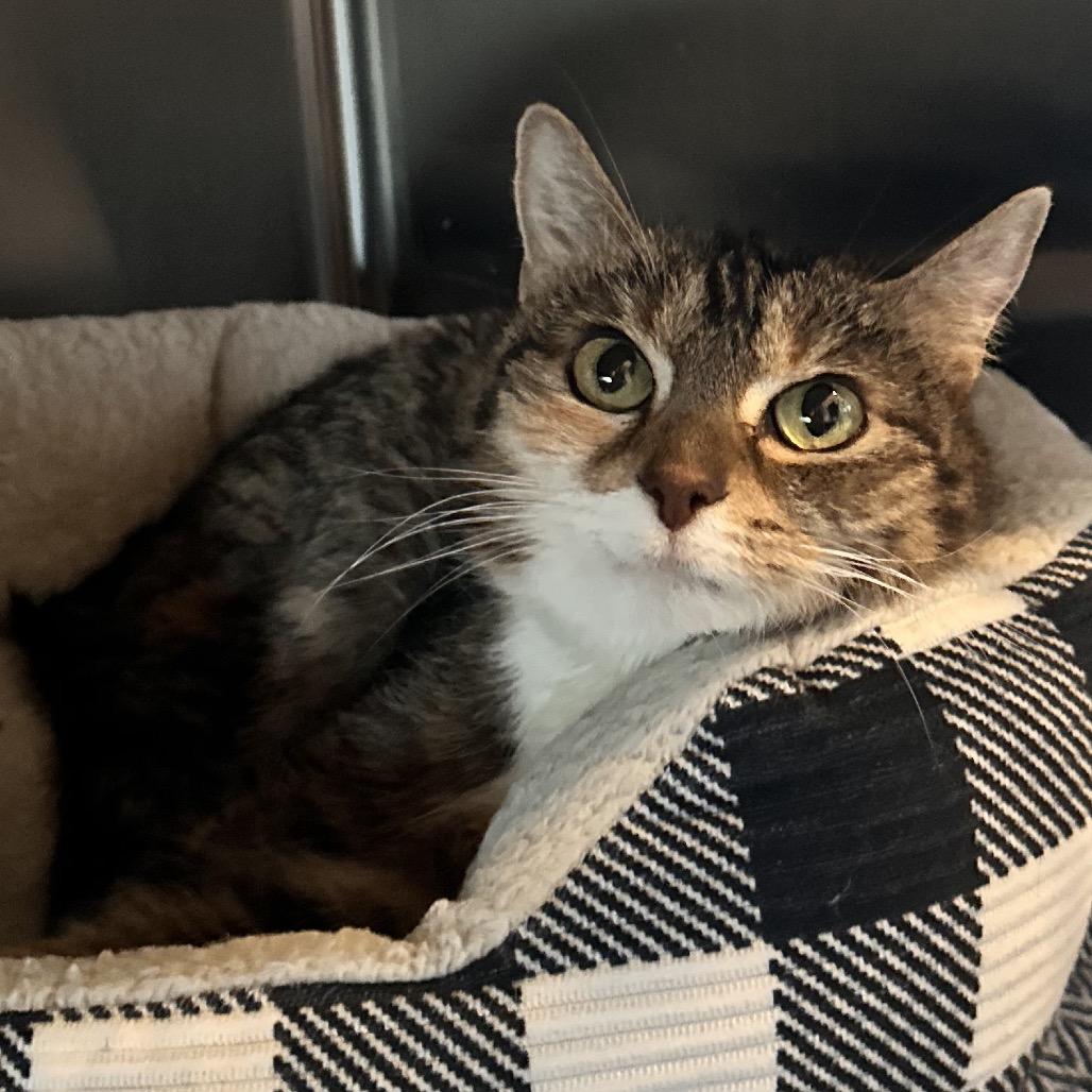 Enlarge Crystal, a Adoptable Domestic Short Hair in Rocky Mount, VA image 2/2