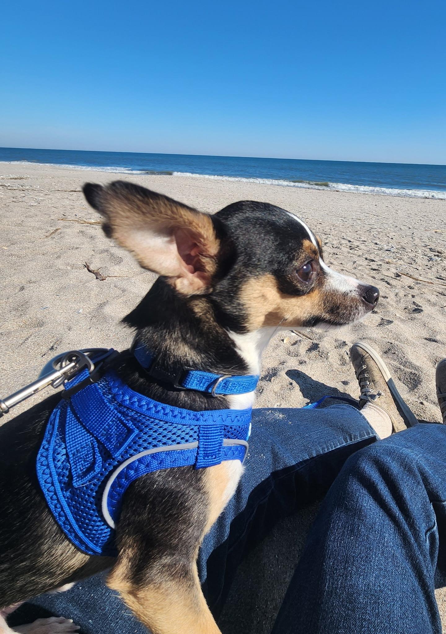 Enlarge NACHO, a ADOPTABLE Chihuahua in Edisto Island, SC image 1/4