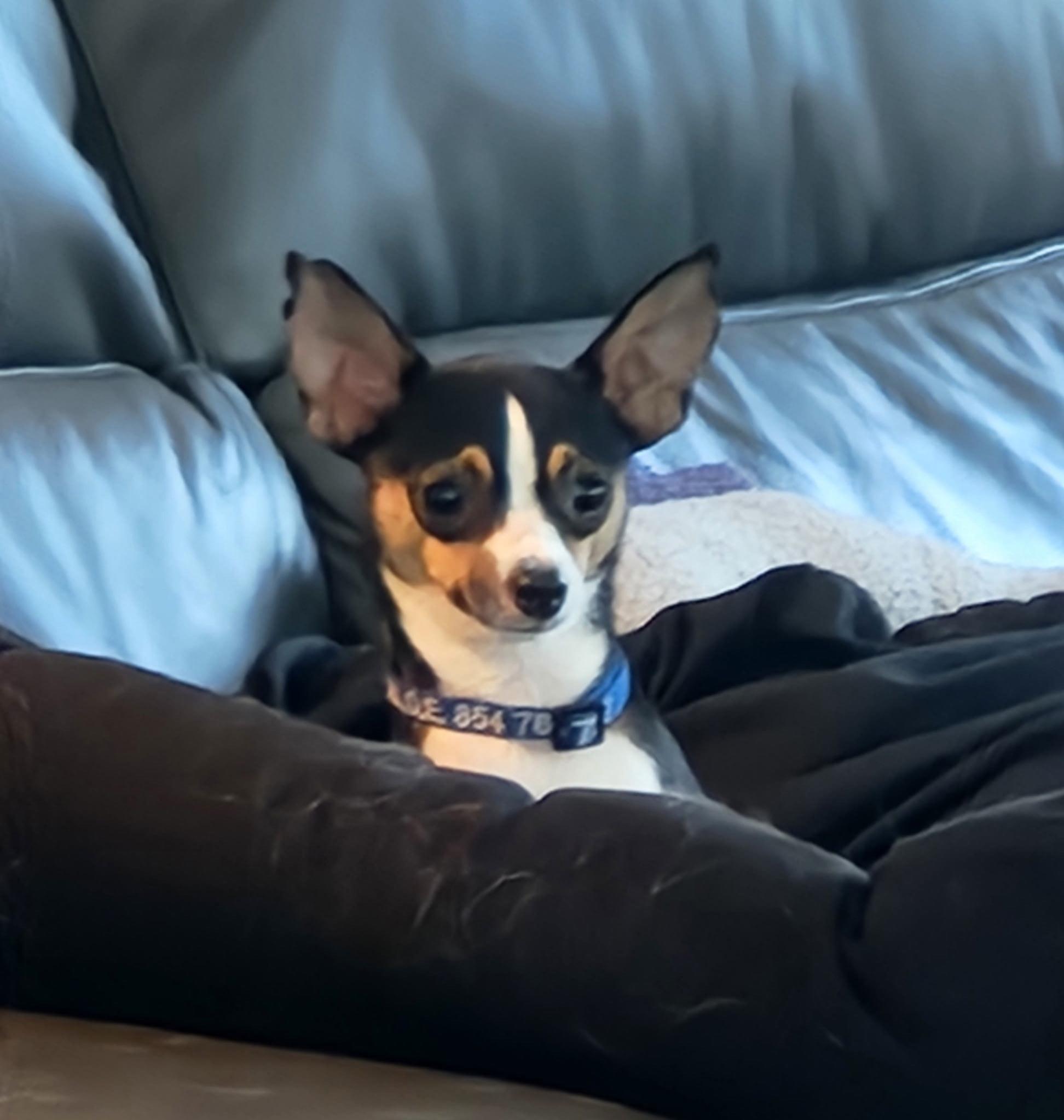 Enlarge NACHO, a ADOPTABLE Chihuahua in Edisto Island, SC image 2/4