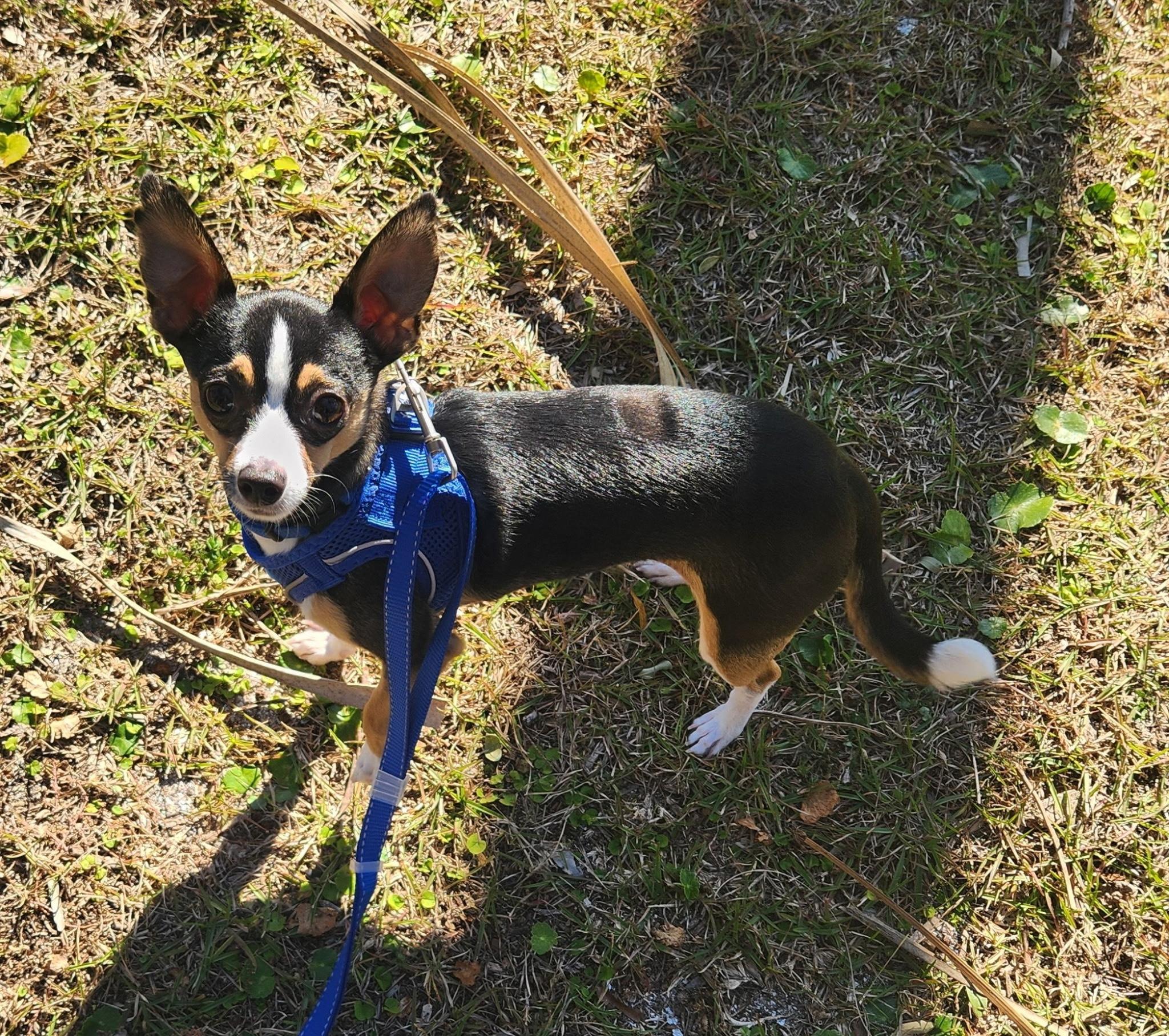Enlarge NACHO, a ADOPTABLE Chihuahua in Edisto Island, SC image 3/4