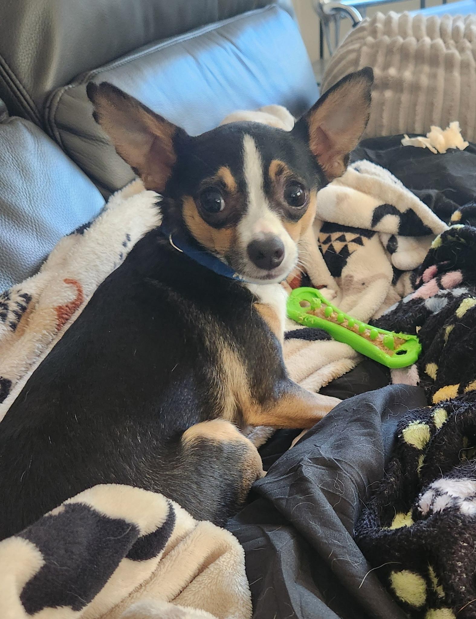 Enlarge NACHO, a ADOPTABLE Chihuahua in Edisto Island, SC image 4/4
