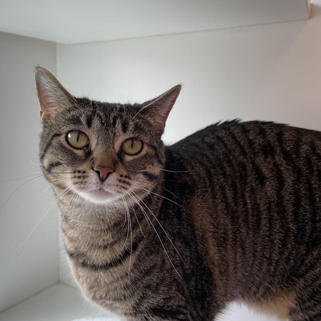 Goose, Adoptable, Adult Female Domestic Short Hair.