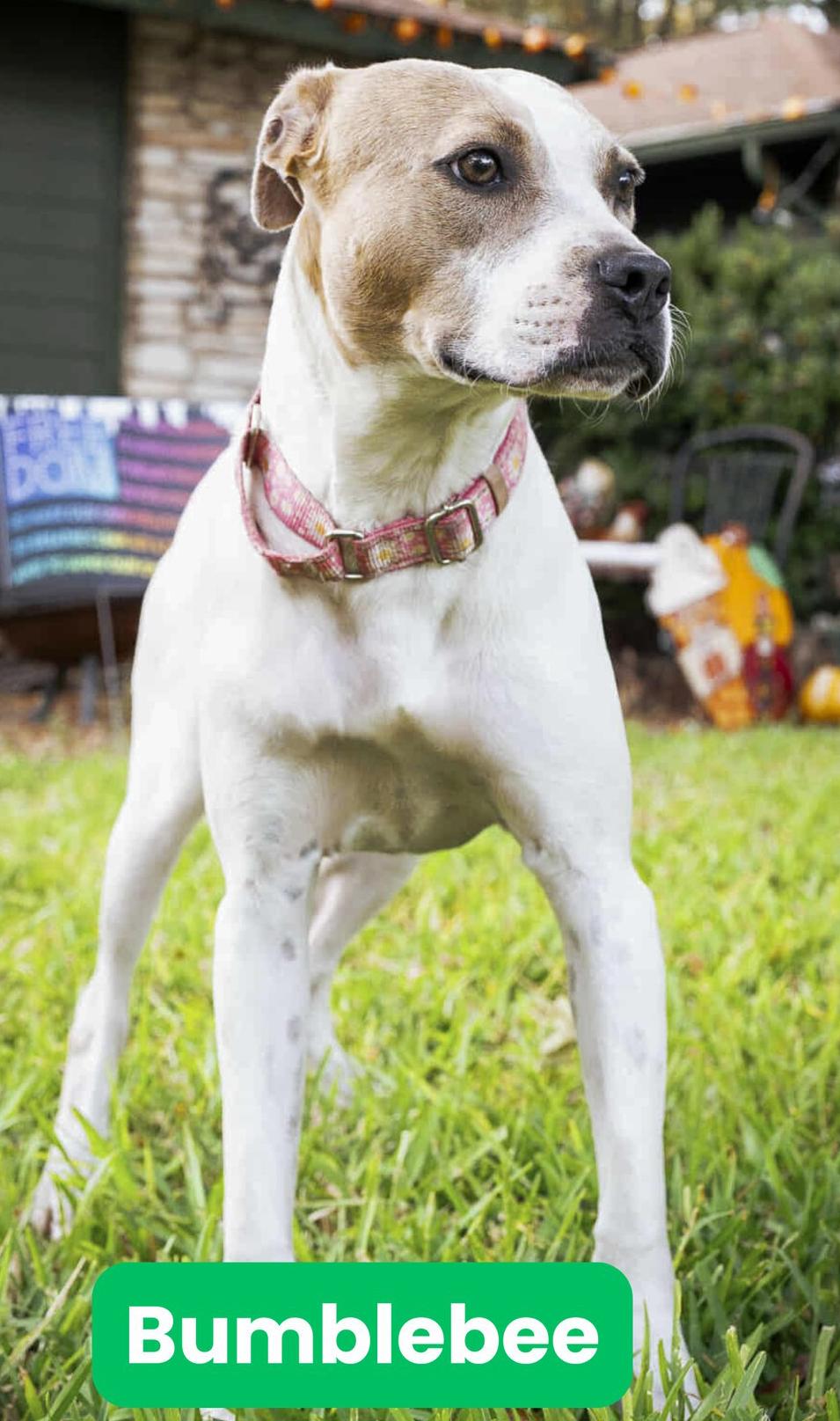 Bumblebee, Adoptable, Young Female Pit Bull Terrier & Labrador Retriever.