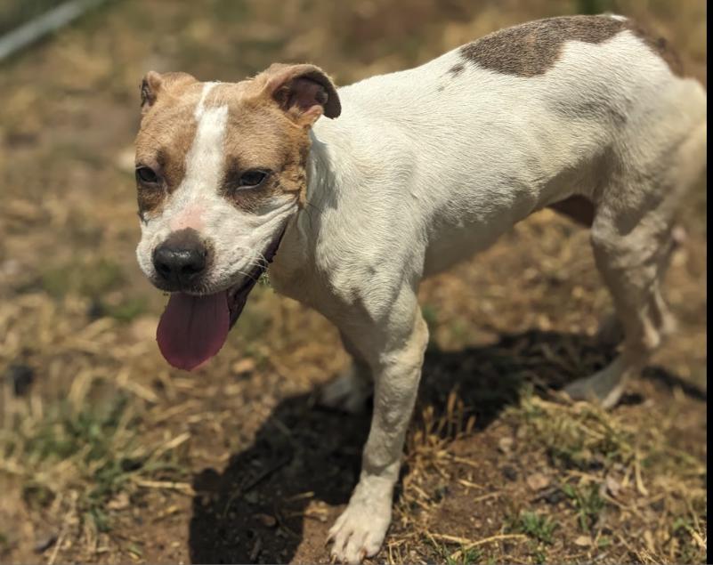 Bumblebee, a Adoptable mixed breed in Houston, TX image 2/2