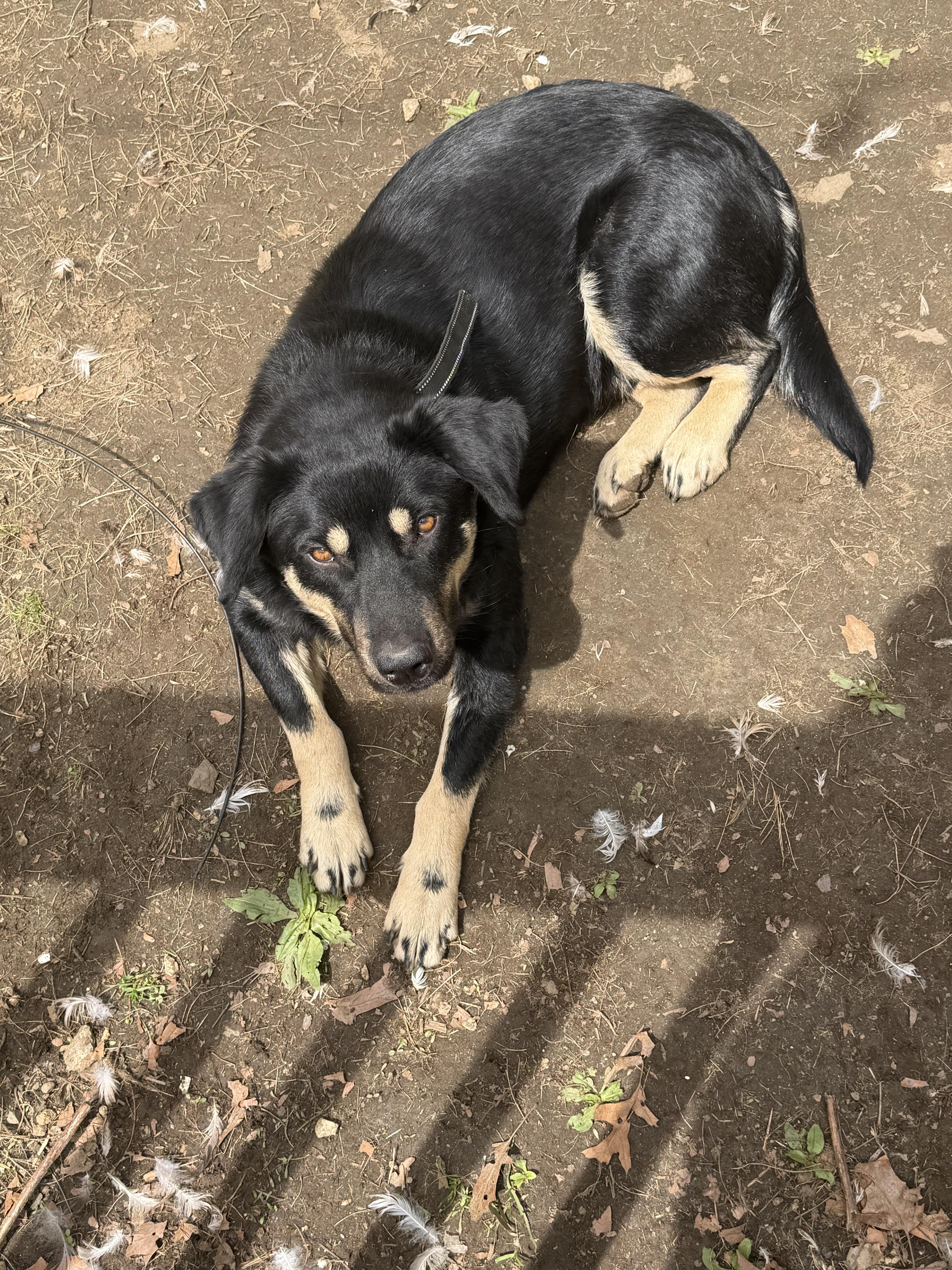 Enlarge Sawyer, a Adoptable mixed breed in Ridgefield, CT image 6/6