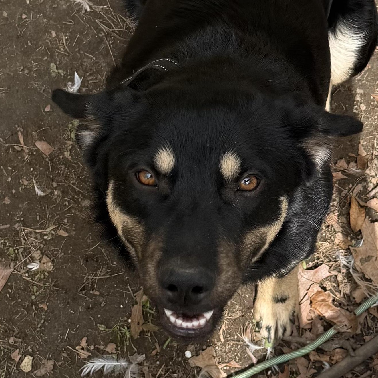 Sawyer, Adoptable, Young Male Australian Shepherd & German Shepherd Dog.