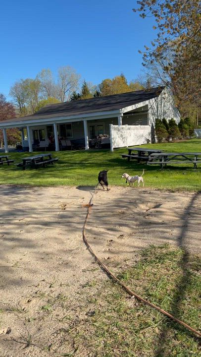 Enlarge Sawyer, a Adoptable mixed breed in Ridgefield, CT video 4/6