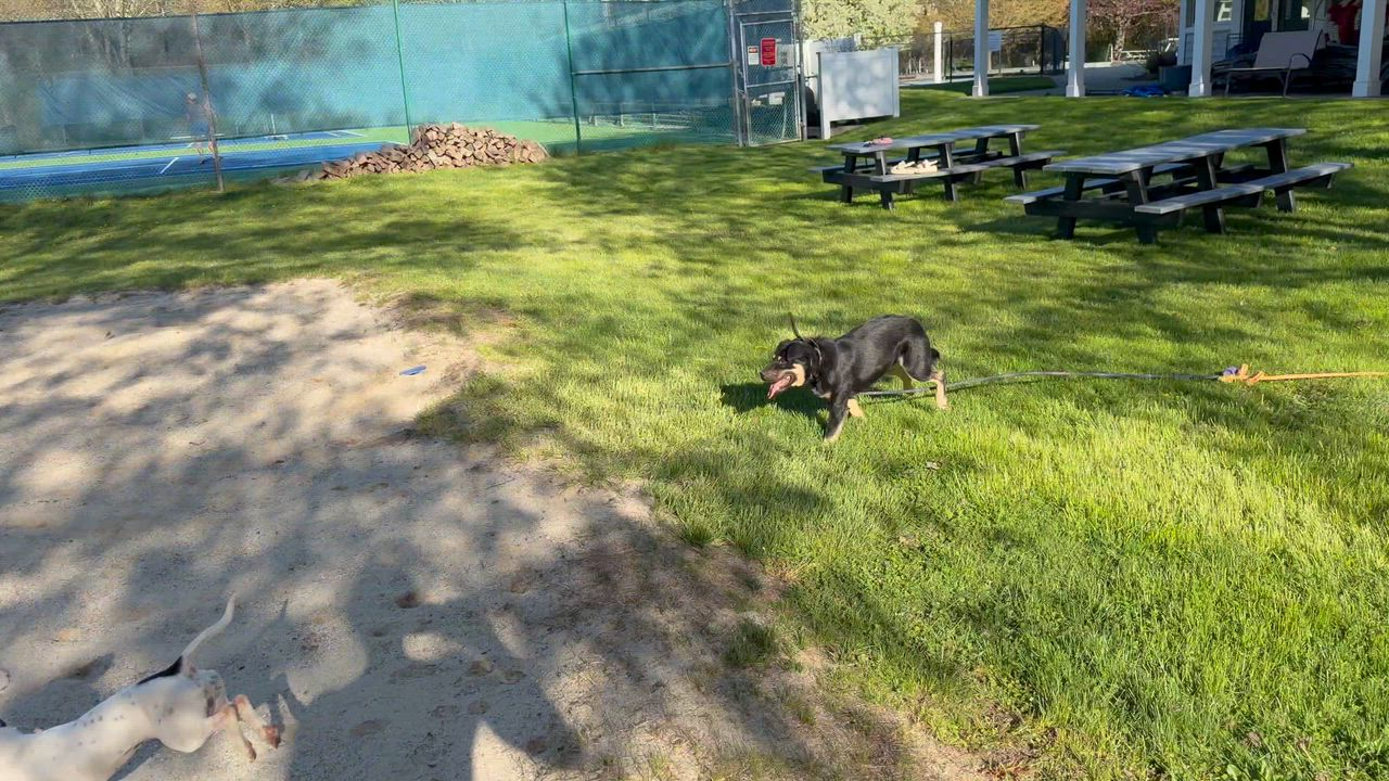 Enlarge Sawyer, a Adoptable mixed breed in Ridgefield, CT video 5/6