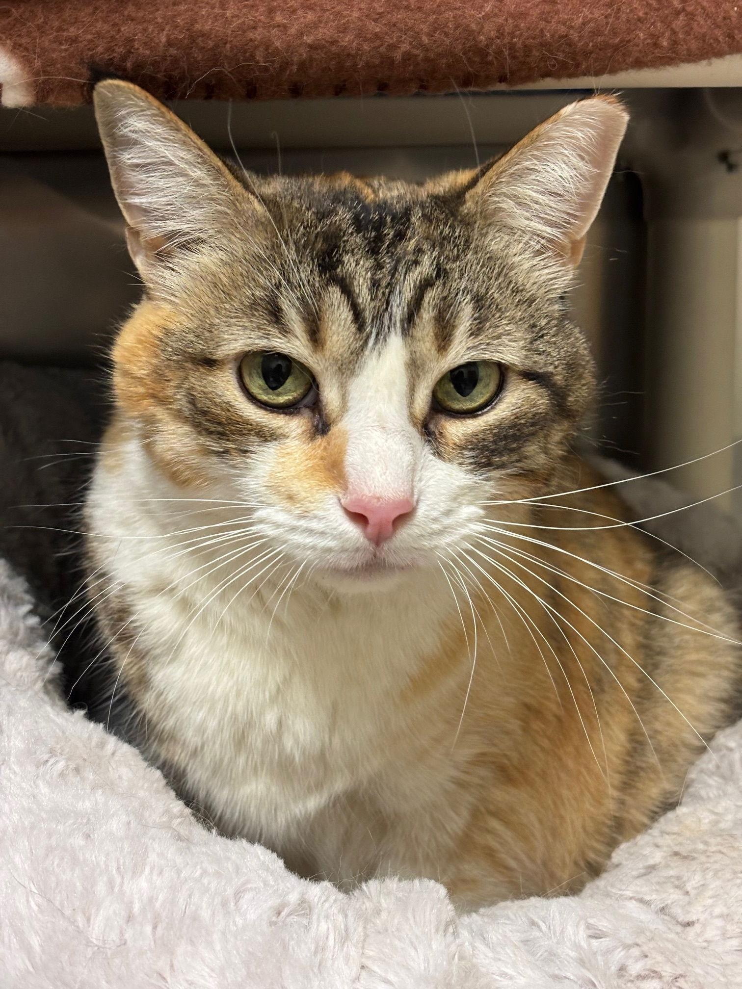 Enlarge Baby Girl, a Adoptable Domestic Short Hair in Brick, NJ image 1/3