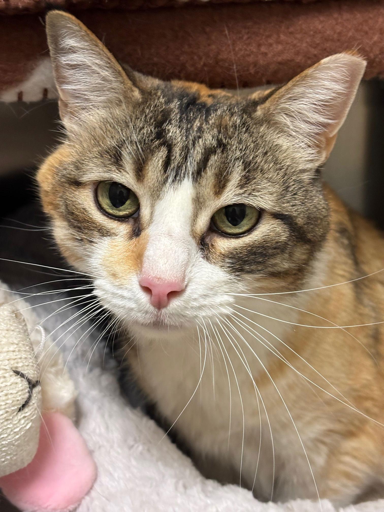 Enlarge Baby Girl, a Adoptable Domestic Short Hair in Brick, NJ image 2/3