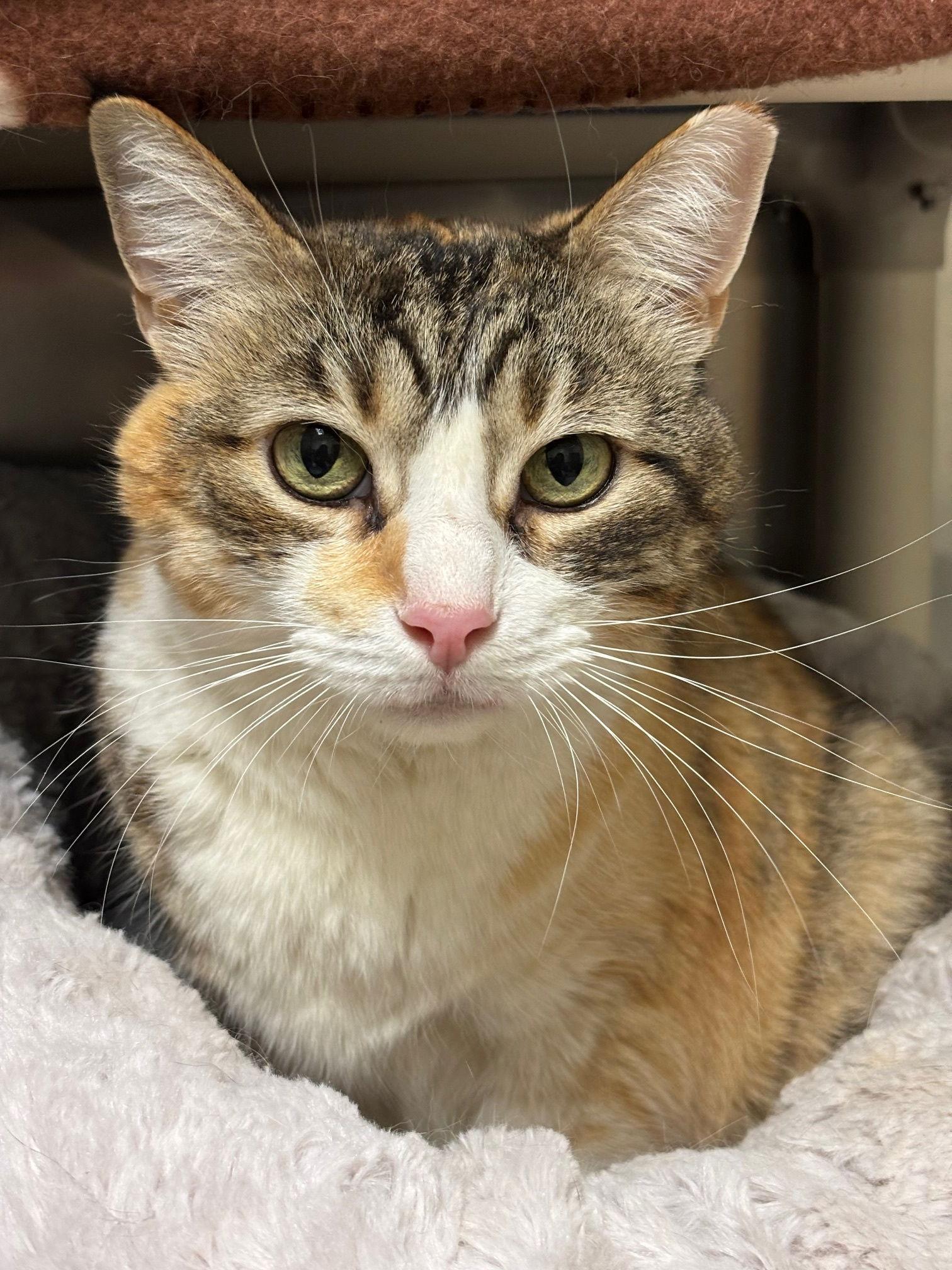 Enlarge Baby Girl, a Adoptable Domestic Short Hair in Brick, NJ image 3/3