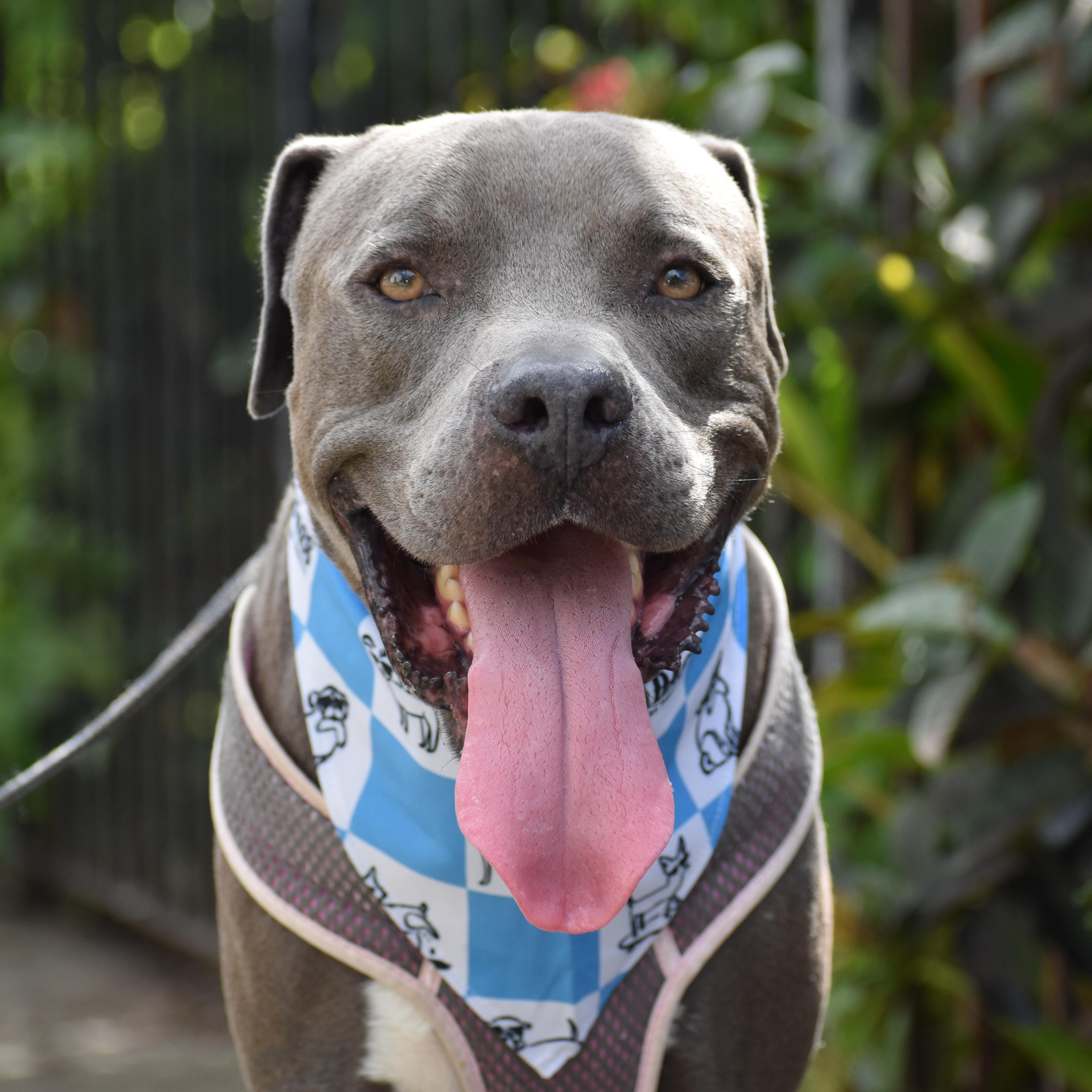 Tucks, ADOPTABLE, Young Male Mixed Breed.